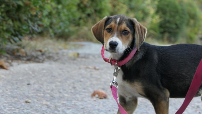 Τουρίστες βρήκαν κουτάβι σε βουνό στην Εύβοια, στη μέση του πουθενά, και το πήραν μαζί τους: "Εκεί θα πέθαινε"