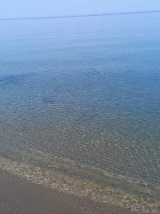 Τρόμος σε παραλία στα Τέμπη: Φίδι κολυμπούσε στη θάλασσα [εικόνες]
