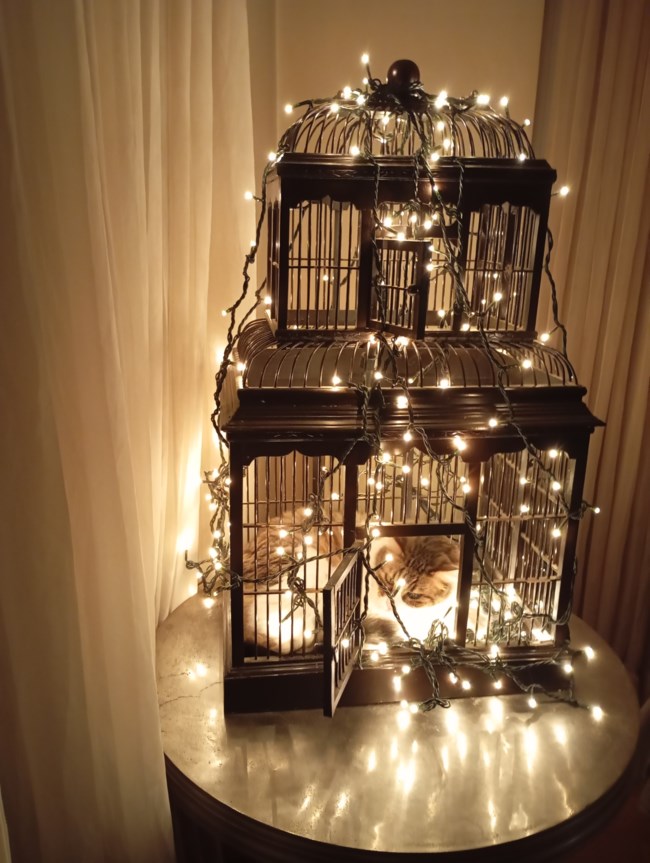 γατα χριστουγεννα