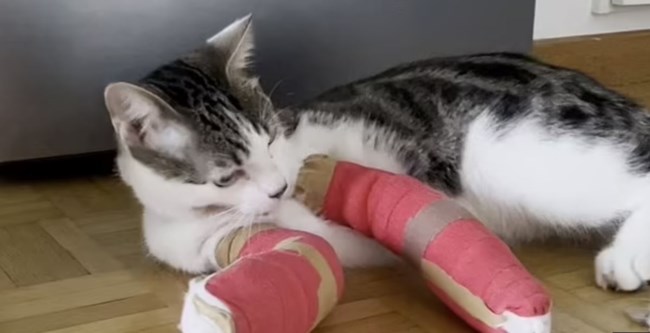 Ο "ιπτάμενος" Κούσι εξαπάτησε τον θάνατο για δεύτερη φορά: Επεσε από τον 7ο όροφο και τη γλίτωσε με γύψο