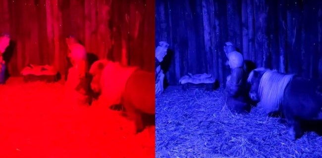 Βόλος: Εισαγγελέας για το τρομαγμένο πόνι σε φάτνη - "Ντροπή και μόνο ντροπή. Απάνθρωπο"