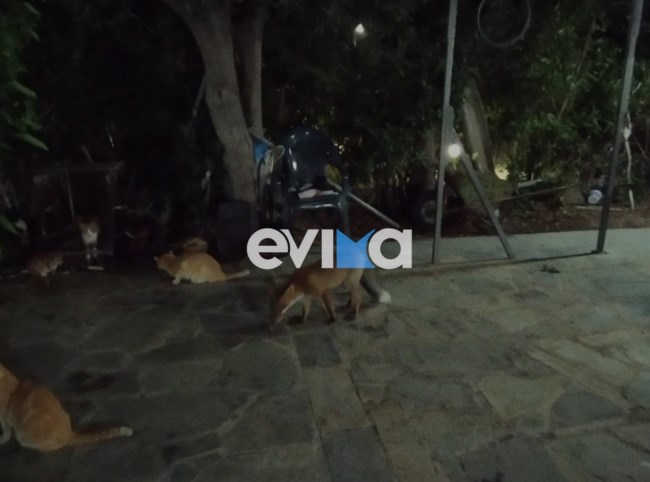 evoia-karistos-alepou