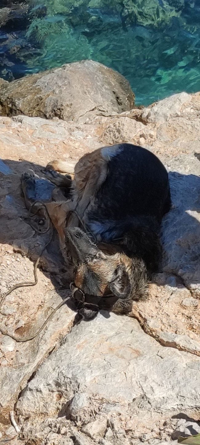 Κτηνωδία στα Μέγαρα: Έδεσαν πέτρα στο λαιμό σκύλου και τον πέταξαν στη θάλασσα