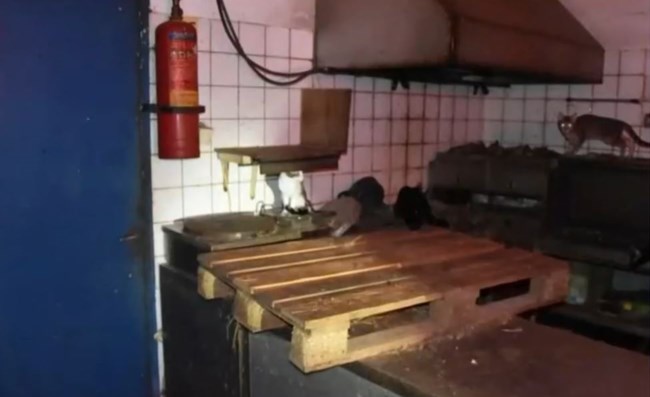 ΔΟΝΟΥΣΑ ΚΑΚΟΠΟΙΗΣΗ ΖΩΩΝ