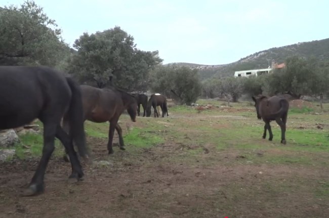 Η "περιπέτεια" των αλόγων της Αττικής: Πώς αναπτύχθηκε το κοπάδι στον Υμηττό - Ταλαιπωρημένα και κακοποιημένα