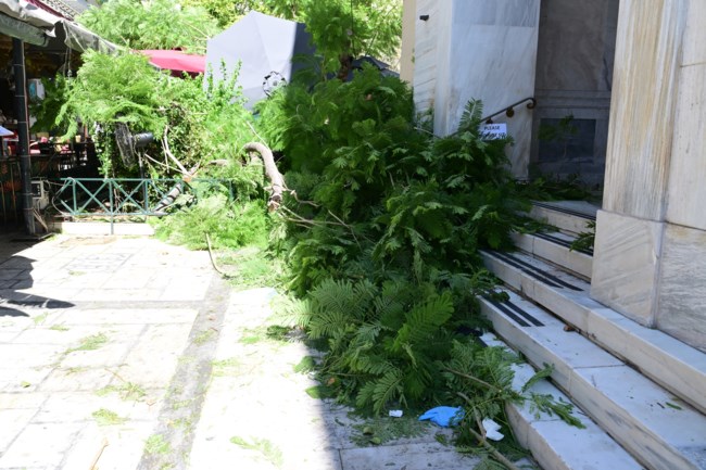 ΠΤΩΣΗ ΔΕΝΤΡΟΥ ΜΟΝΑΣΤΗΡΑΚΙ