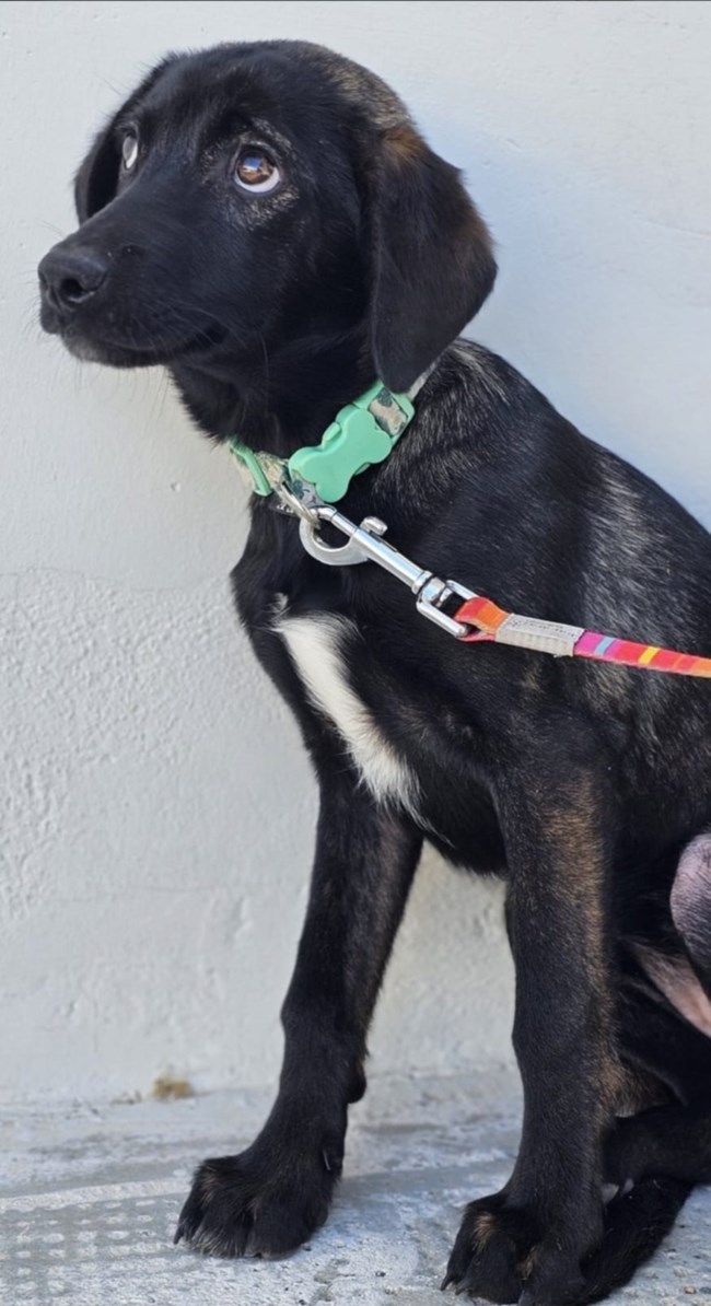 Γεννήθηκε σε βουνό της επαρχίας από αδέσποτη σκυλίτσα πολύ φοβική: Φοβάται και εκείνη αλλά με την κουταβίσια περιέργεια