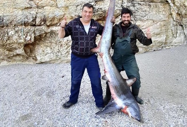Δεν πίστευαν στα... δίχτυα τους: Ψάρεψαν γαλέο 140 κιλών στο Ανατολικό Πήλιο