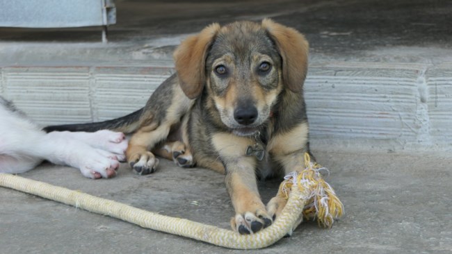 Το Μαγιούλι τελειοποίησε το "κάτσε" που το μαθαίνει τις τελευταίες δύο εβδομάδες - Εχει όλη τη ζωή μπροστά της για να θριαμβεύσει