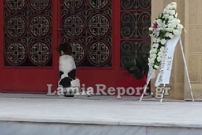 Φθιώτιδα: Σκύλος αρνείται να φύγει από τον τάφο του αφεντικού του