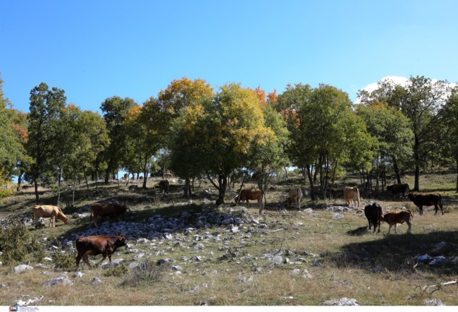 Διπλό έγκλημα στην Καβάλα