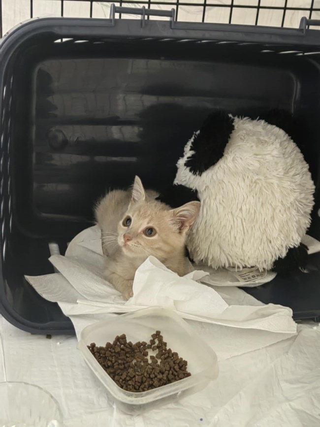 Το γατάκι του φρεατίου του Βύρωνα, ο μικρούλης Σάντος: Παίζει γουργουρίζει, τρώει γουργουρίζει, σε κοιτάζει γουργουρίζει