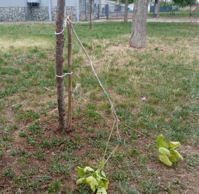 Θεσσαλονίκη: Άγνωστοι βάνδαλοι κατέστρεψαν δέντρα που φύτεψαν μαθητές για τα θύματα των Τεμπών