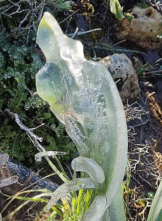 Λουλούδια Ρόδος