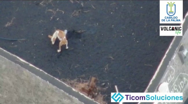 σκυλοι
