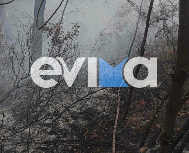 Φωτιά τώρα σε δασική έκταση στην Εύβοια