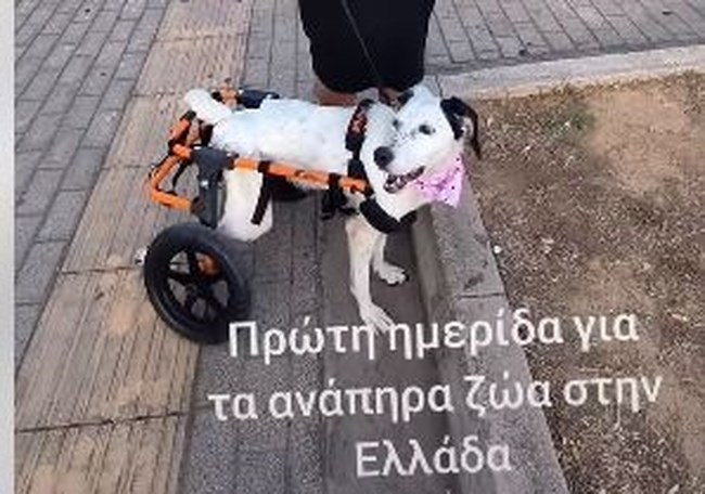 Πρώτη Ημερίδα για τα ανάπηρα ζώα στην Ελλάδα την Παρασκευή στο Γαλάτσι