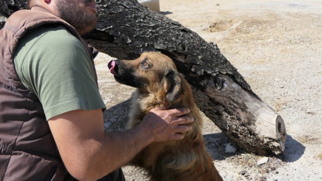 Σώστε ένα αδεσποτάκι: Ο Αλφι - Μια φορά και έναν καιρό, ήταν ένας Γερμανικός Ποιμενικός που ερωτεύτηκε σφόδρα ένα Κοκόνι
