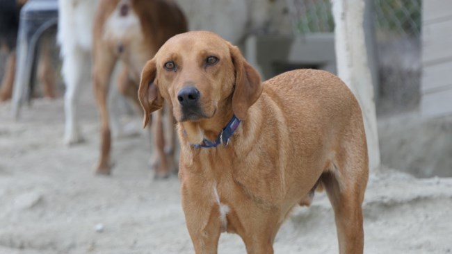 Υιοθετήστε ένα αδεσποτάκι: Ο Χάρης λατρεύει τους ανθρώπους, είναι απίστευτα τρυφερός και γλυκός