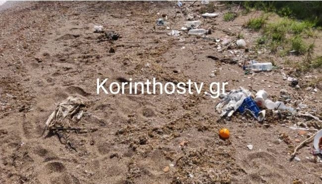 Κορινθία: Χελώνες καρέτα - καρέτα και πτηνά ξεβράστηκαν νεκρά στην παραλία Κεγχρεών [video – εικόνες]