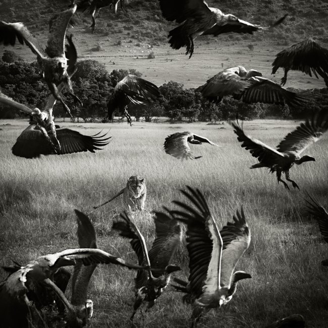 "Η αίγλη των ζώων": Η Τέχνη του κοσμήματος και της φωτογραφίας συναντιούνται