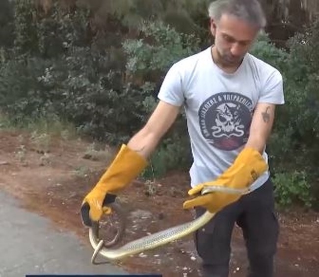 Πανικός με φίδι δύο μέτρων που βρέθηκε σε ντουζιέρα σπιτιού στη Θεσσαλονίκη