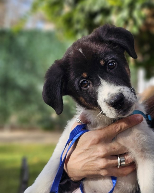 Σώστε ένα αδεσποτάκι: Ο Ελβις, μεγάλος τραγουδιστής, μεγάλο μούτρο, μεγάλη προσωπικότητα. Τεράστια