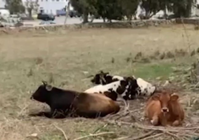 ΑΓΕΛΑΔΕΣ ΜΥΚΟΝΟΣ