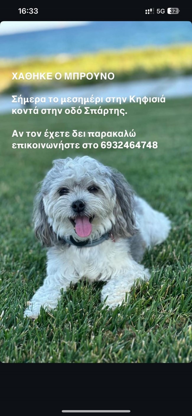 Ο "Μπρούνο" χάθηκε στην περιοχή της Κηφισιάς - Είναι πολύ φιλικό ημίαιμο Shorkie και δεν φορά το λουράκι του