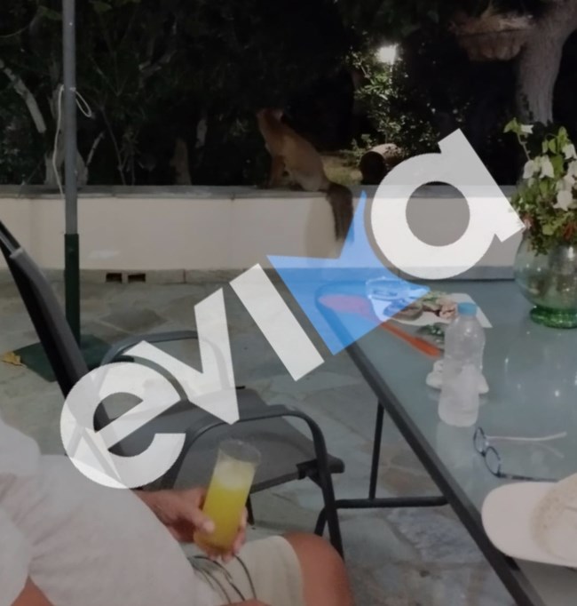 evoia-karistos-alepou