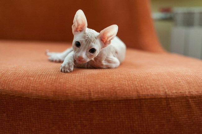 Sphynx