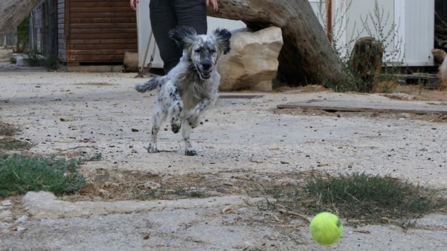 Η Λαρίσα που βρέθηκε στη Λάρισα είναι ένα από τα πιο όμορφα σετεράκια που έχουμε δει