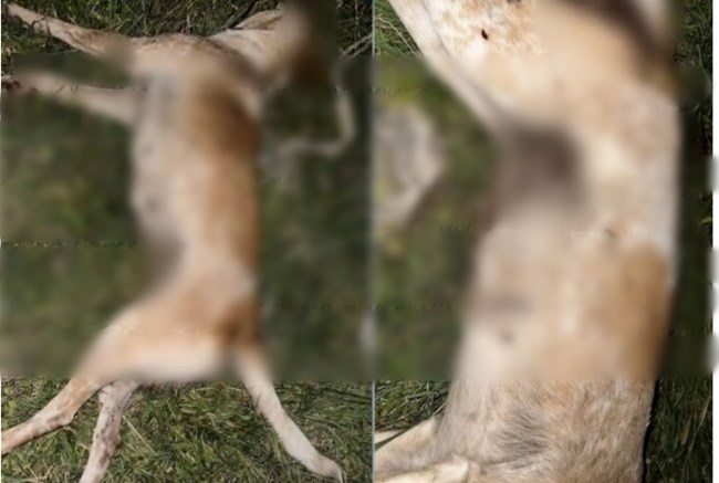 σκλυλος βολος