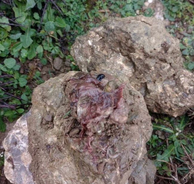 Φόλες κοντά στις ταΐστρες των όρνεων στο Καταφύγιο Άγριας Ζωής στα Αστερούσια