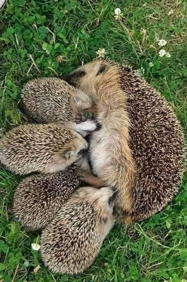 ska