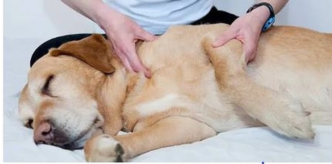 Τι δεν πρέπει να κάνετε αν βρείτε τραυματισμένο ζώο: Πώς να το βοηθήσετε