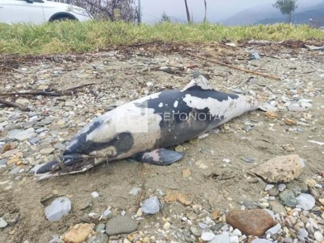 Βόλος: Νεκρό δελφίνι με δεμένο το ρύγχος του και  τραύματα από προπέλα