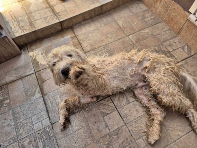 Ο μικρός βρέθηκε να περιφέρεται  δείχνοντας χαμένος - Μια κοπέλα τον είδε και δεν τον προσπέρασε