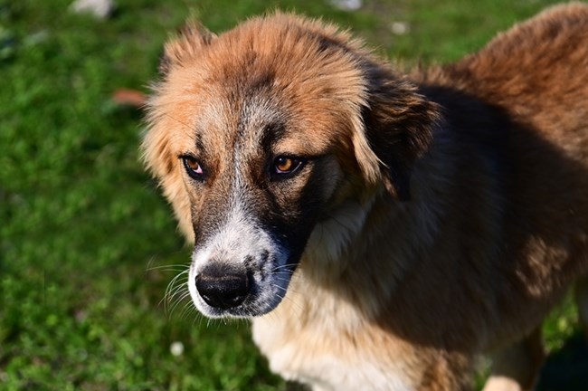Ενας τετράποδος άγγελος: Της έκοψαν το αυτάκι με ψαλίδα και την παράτησαν στο βουνό - Αν μπορούσε να μιλήσει