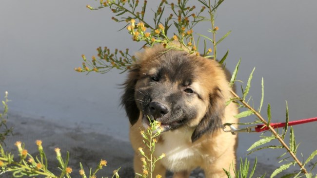 Κοιτάξτε μια φάτσα... Ο κούταβος Μουφάσα μάς κάνει να τραγουδάμε, είναι αστείος, γενναίος και ατσούμπαλος