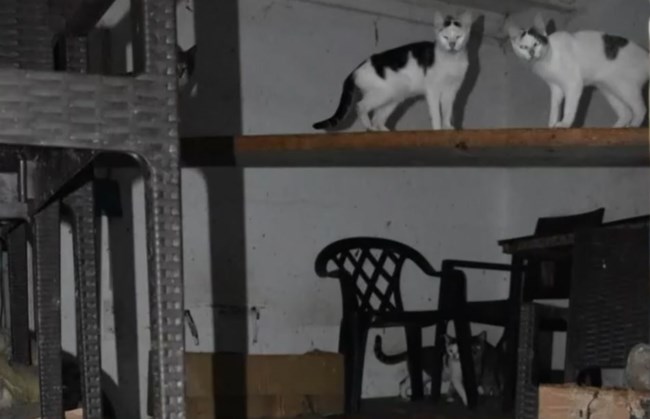 Δονούσα: Πρόστιμο πάνω από 1,7 εκατ. ευρώ σε 63χρονο για βασανισμό ζώων - Είχε φυλακίσει 58 γάτες [βίντεο]
