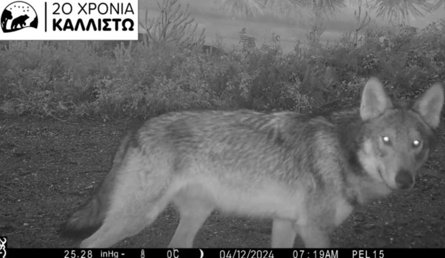 Χαλκιδική: Γιατί ο λύκος επιτέθηκε στο κοριτσάκι - Τι τον οδήγησε να αφήσει το δάσος και να κατεβεί στην παραλία