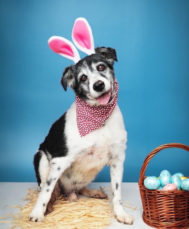 Μεγάλη προσοχή στη διατροφή των ζώων το Πάσχα - Ποιες τροφές ισοδυναμούν με σοβαρές περιπέτειες