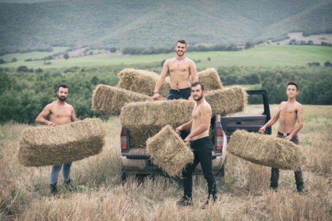 agrotes