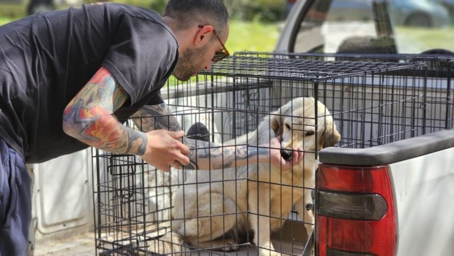 Σώστε ένα αδεσποτάκι: Τη χαϊδεύεις και δεν χορταίνει και δεν χορταίνεις ούτε εσύ - Χάιδευεεε
