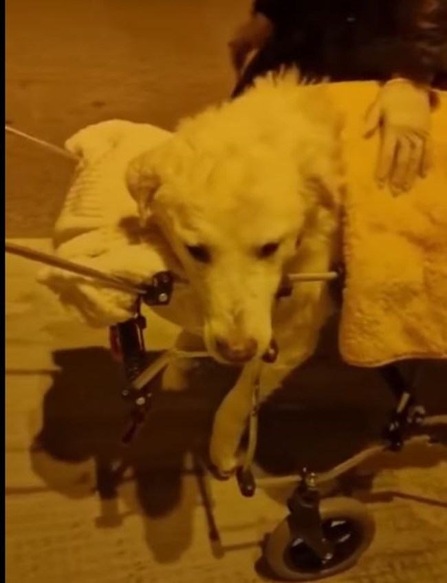σιγκινισι