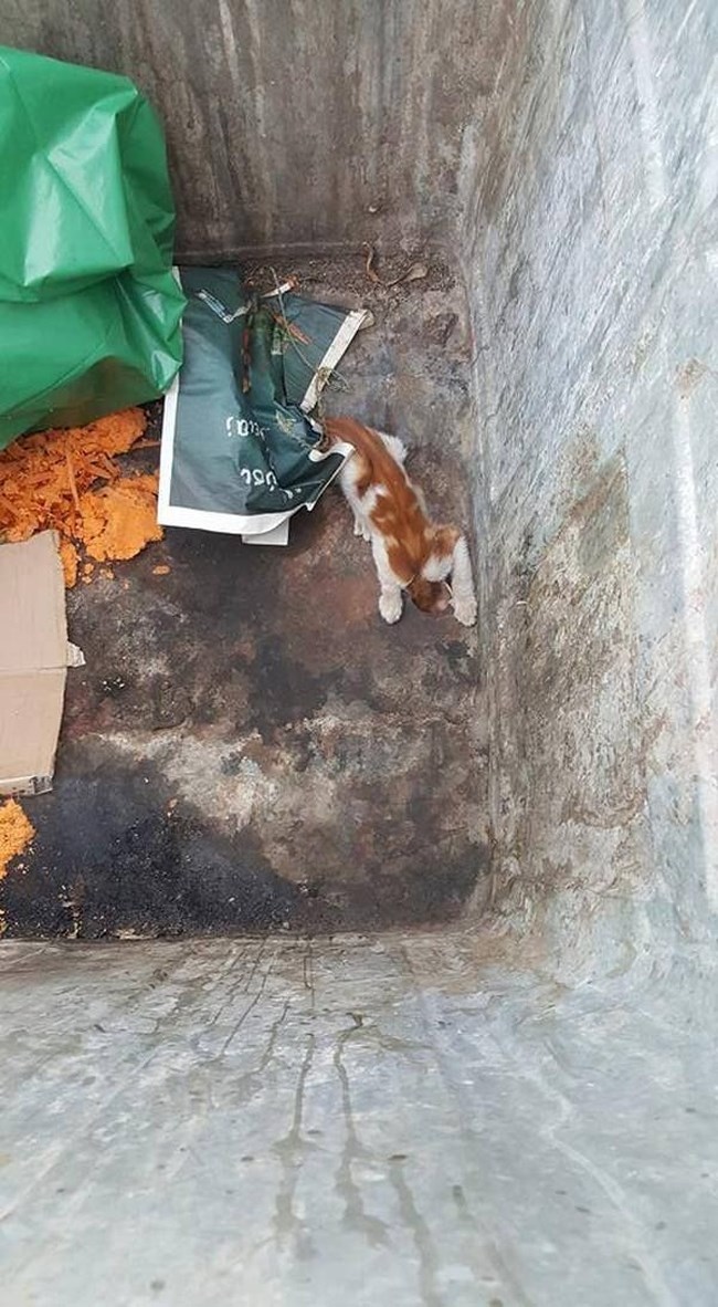 Η συγκινητική ιστορία  του Animal Action Greece για τον απεγκλωβισμό γάτας που είχε σφηνώσει σε κάδο απορριμμάτων