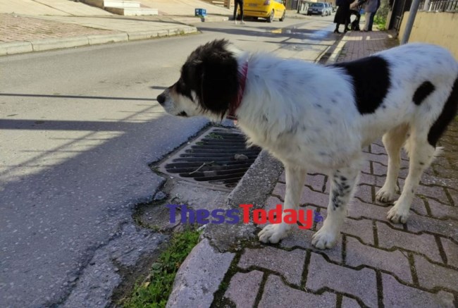 Τραγωδία στη Θεσσαλονίκη: Ο πατέρας της 31χρονης δεν είχε καν γνωρίσει τα δύο του εγγόνια [εικόνες - βίντεο]