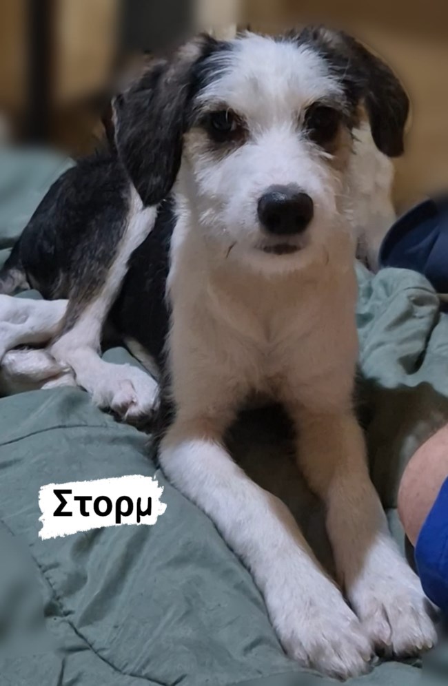 φαντασματα