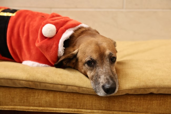 Ο Πίνατ ντυμένος... Άι Βασίλης, τράβηξε όλα τα βλέμματα στο Μαξίμου την παραμονή της Πρωτοχρονιάς [εικόνες]